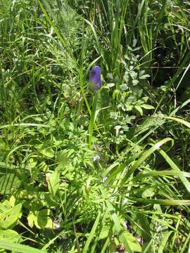 Aconitum volubile var. pubescens Regel的圖片