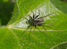 Image of Pardosa lugubris (Walckenaer 1802)