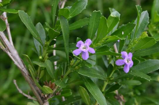 Image of Mauve freylinia