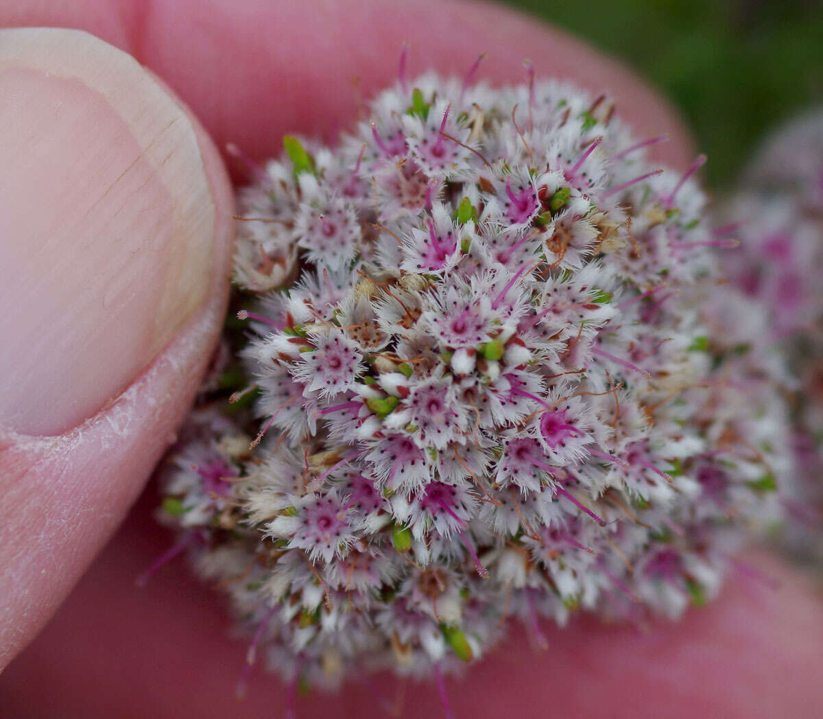 Verticordia minutiflora F. Müll. resmi