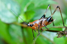 Image of Conocephalus (Anisoptera) melaenus (Haan 1843)