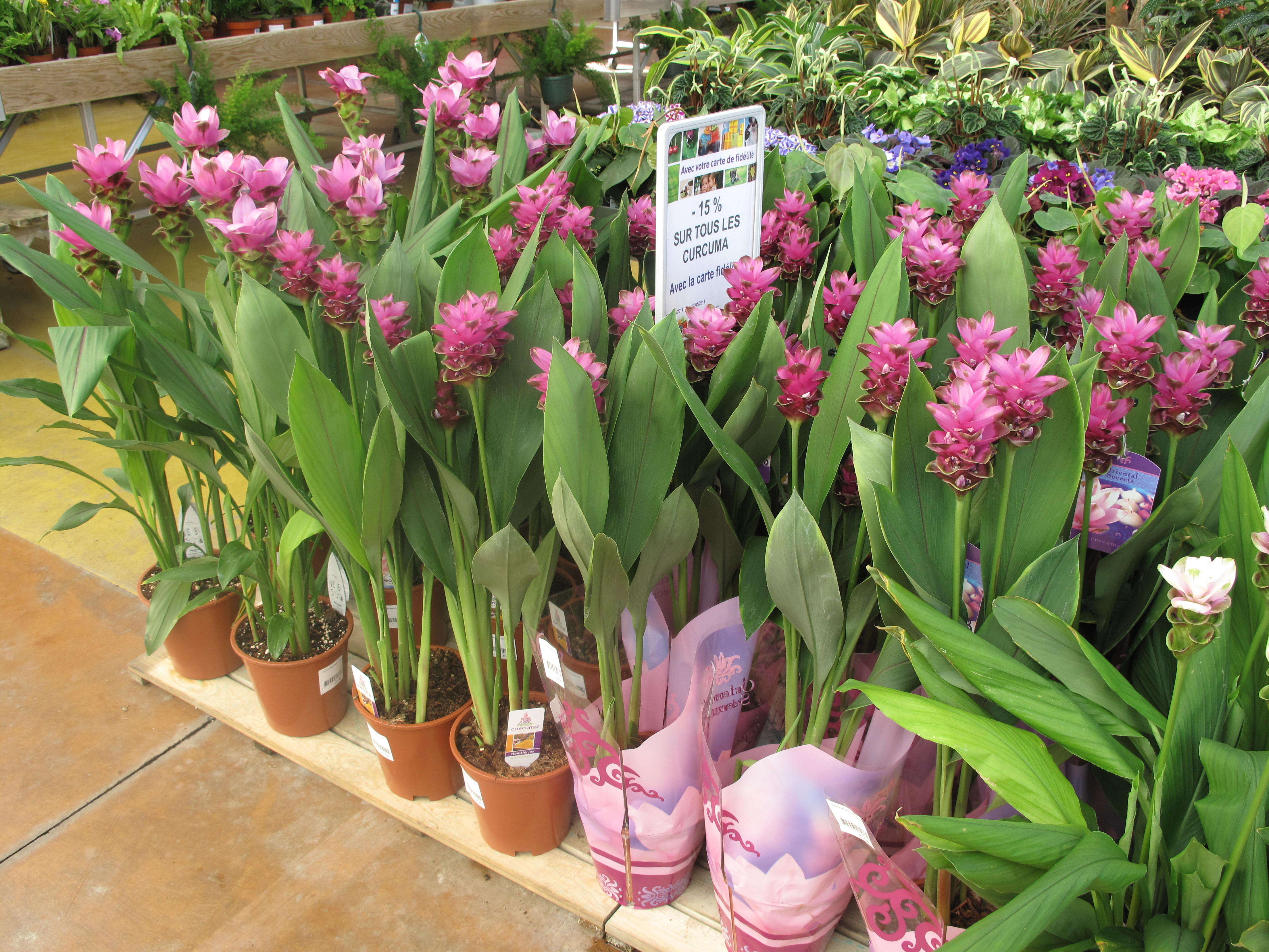 Imagem de Curcuma alismatifolia Gagnep.