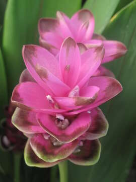 Imagem de Curcuma alismatifolia Gagnep.