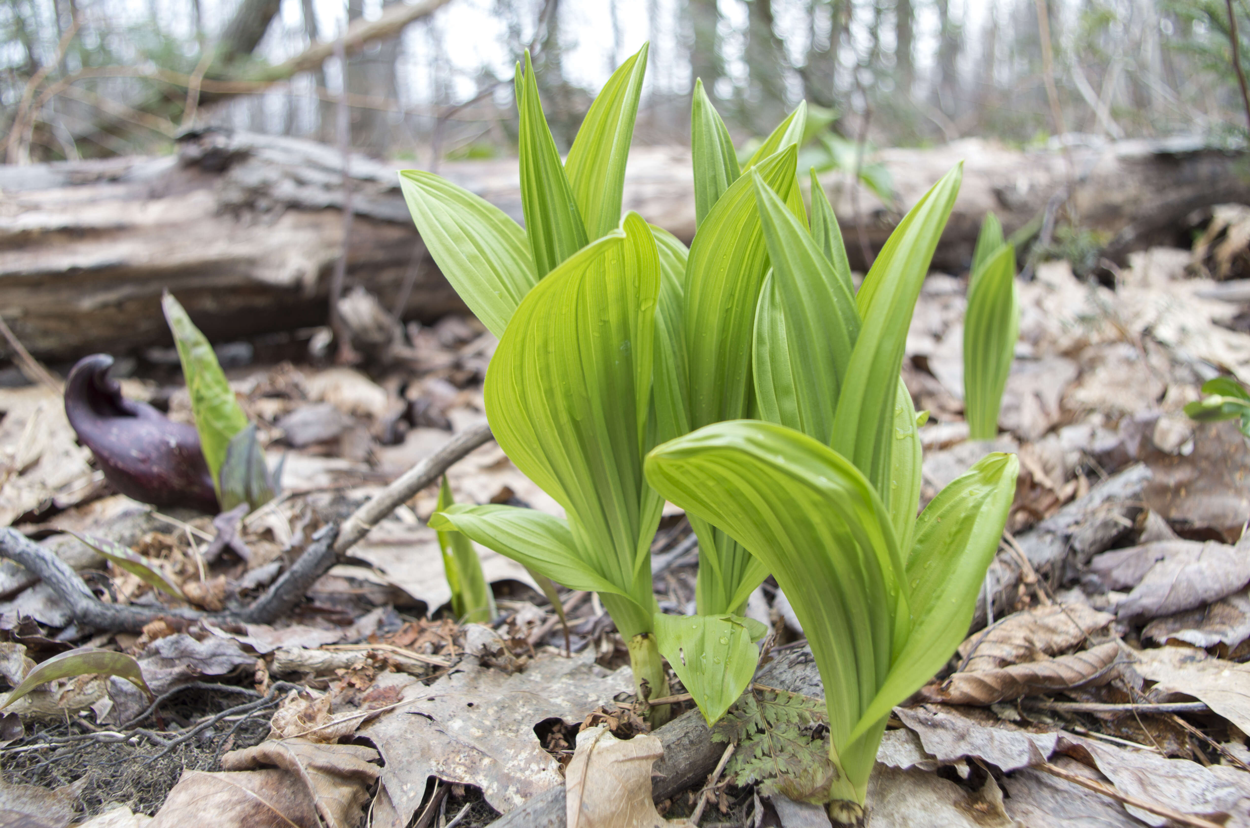 Слика од Veratrum viride Aiton