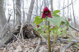 Image of red trillium