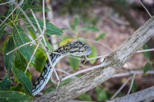 Image of Morelia spilota metcalfei Wells & Wellington 1984