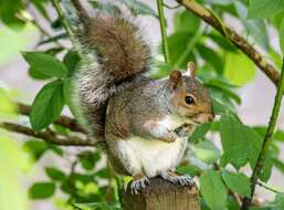 Image of Sciurus subgen. Sciurus Linnaeus 1758