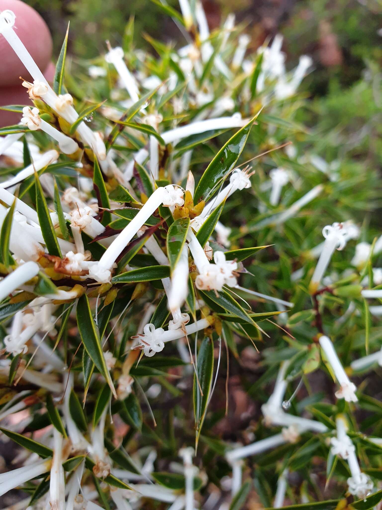 Image de Styphelia tenuiflora Benth.