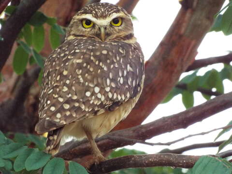 Image of Burrowing Owl