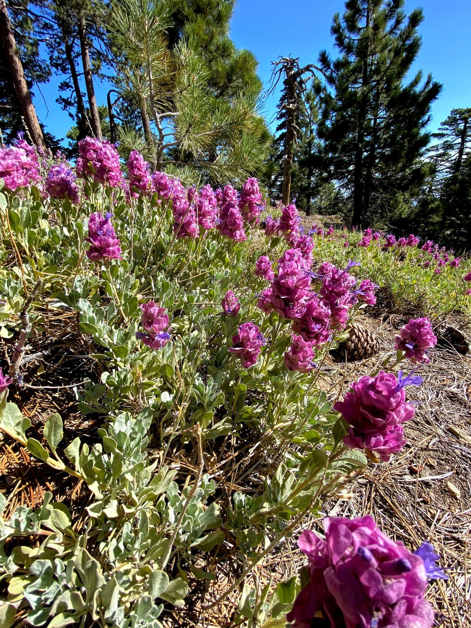 Sivun Salvia pachyphylla Epling ex Munz kuva