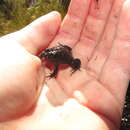 Image of Montane Marsh Frog