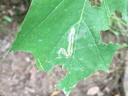 Image of Stigmella quercipulchella (Chambers ex Hayden 1882) Wilkinson et al. 1979