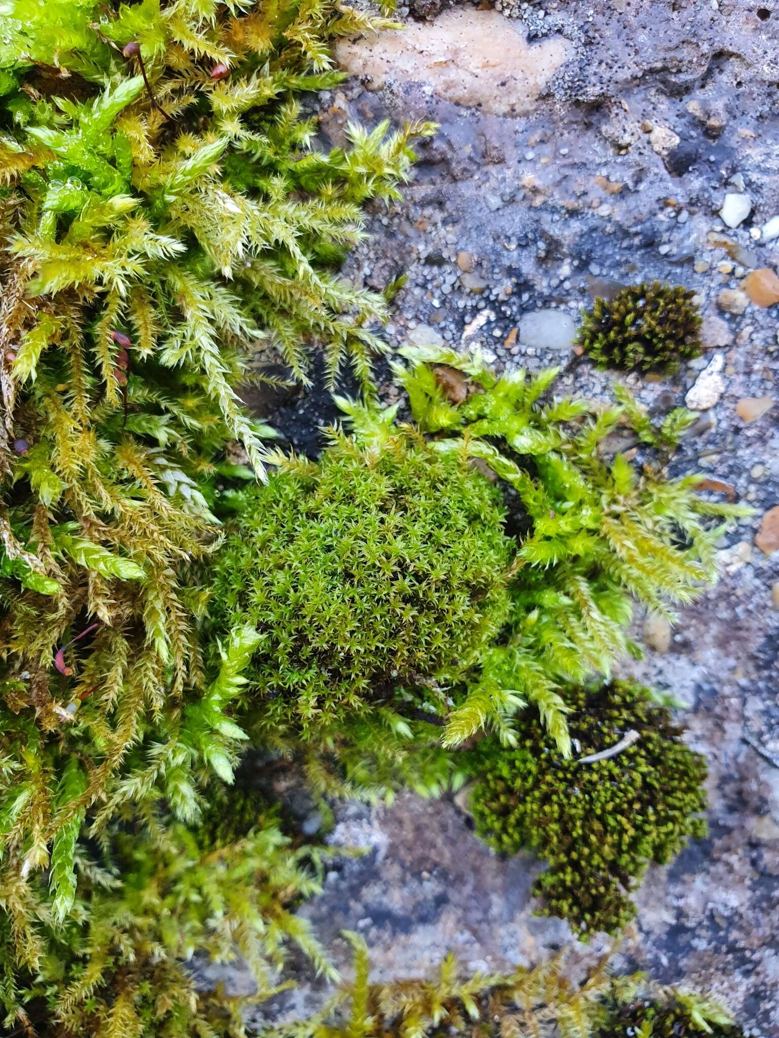 Image of zygodon moss