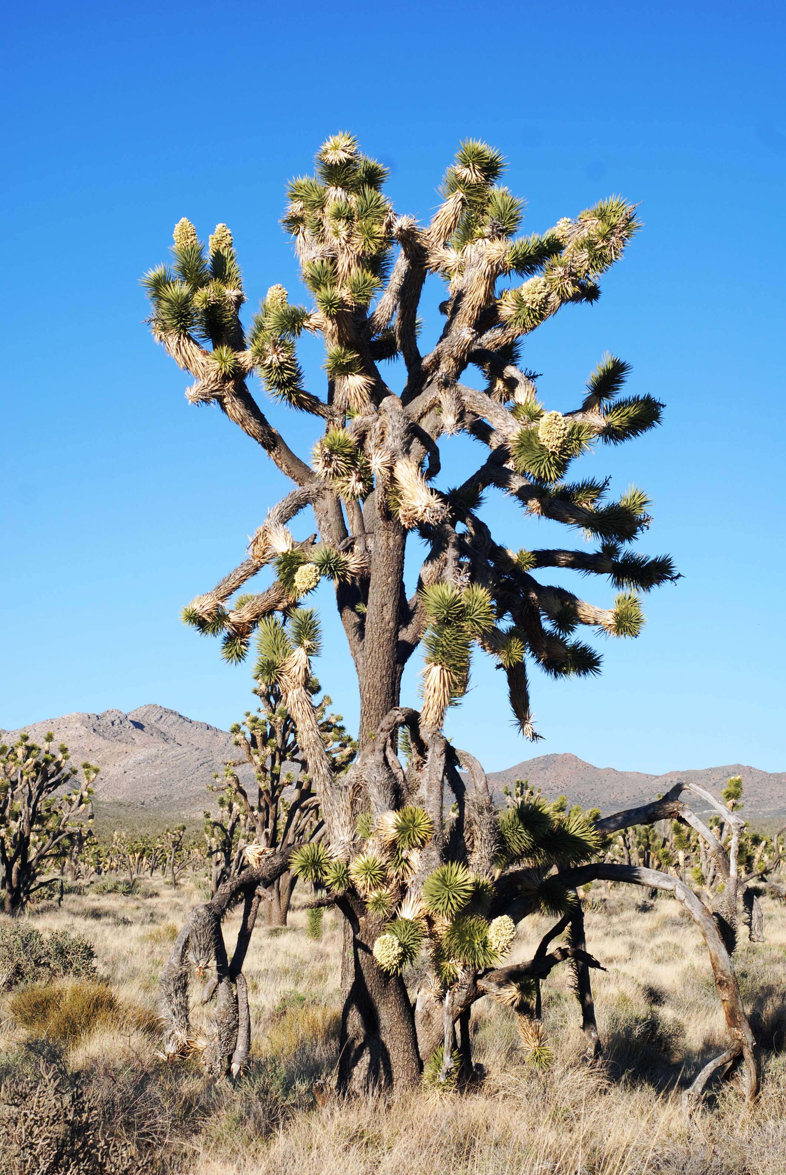 Слика од Yucca brevifolia Engelm.