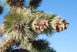 Слика од Yucca brevifolia Engelm.