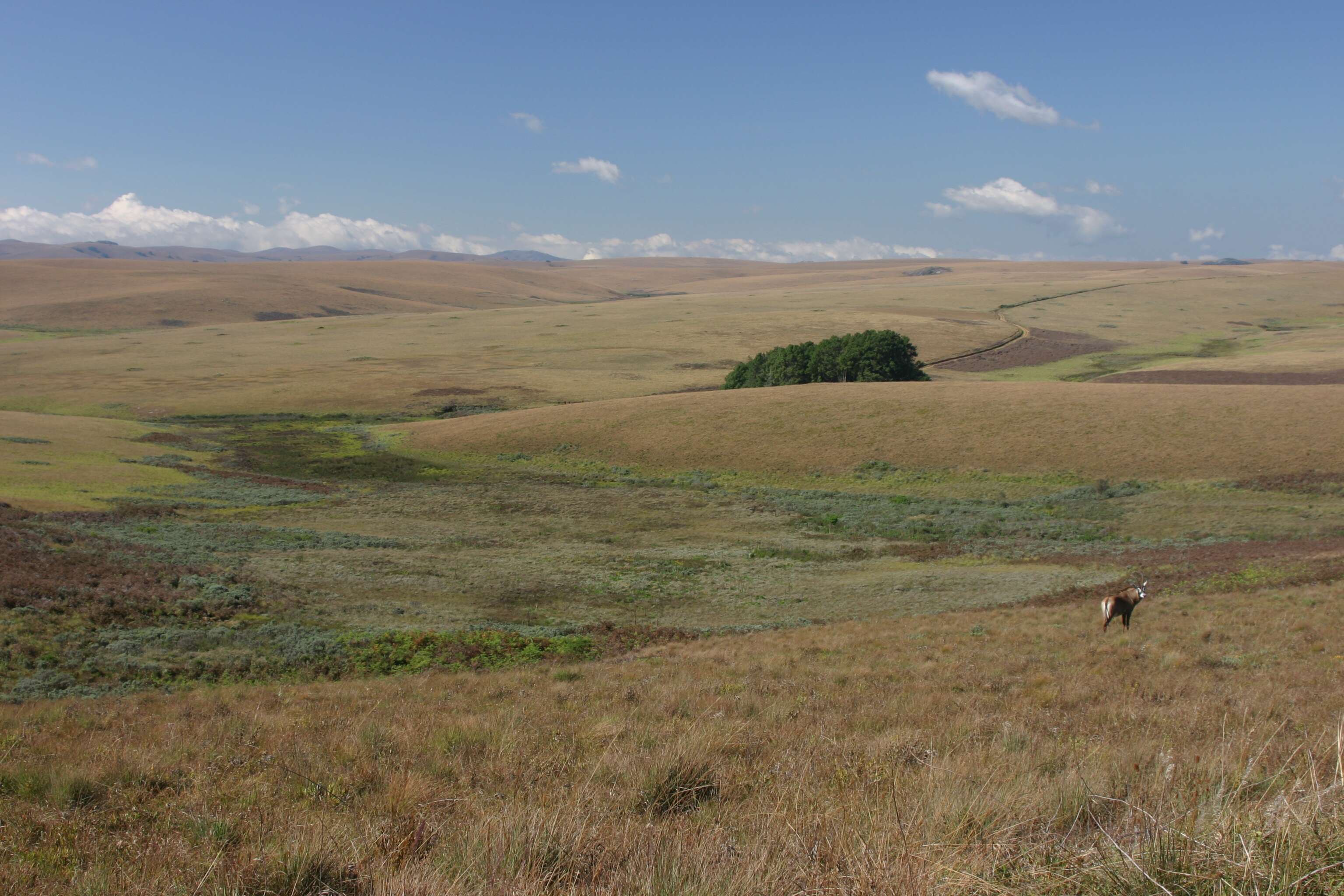 Image of Roan Antelope