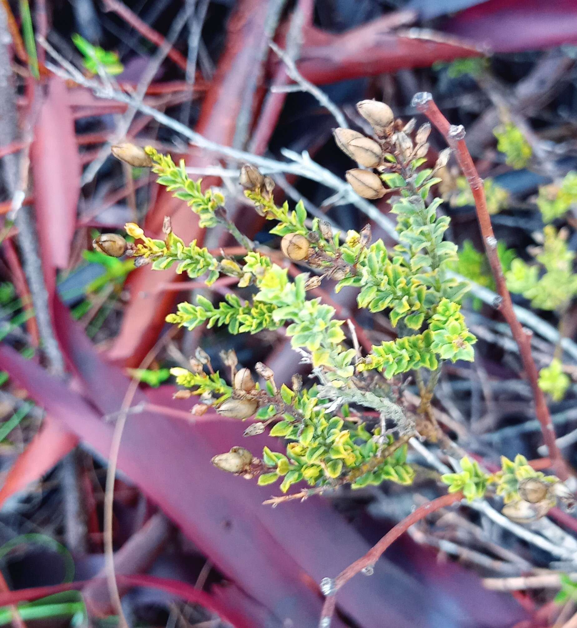 Imagem de Freylinia undulata (L. fil.) Benth.