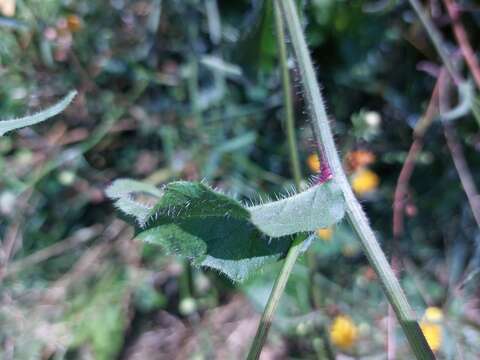 Picris hieracioides subsp. hieracioides的圖片