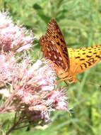 Image of Aphrodite Fritillary