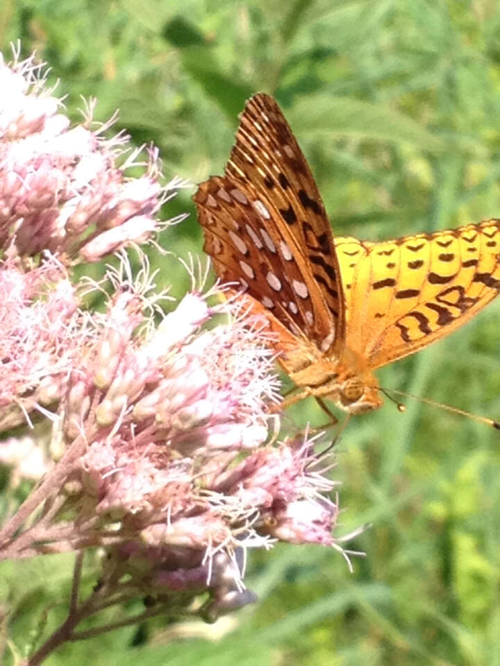 Image of Aphrodite Fritillary