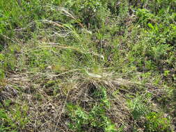 Image de Stipa pennata L.