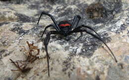 Image of Latrodectus tredecimguttatus (Rossi 1790)