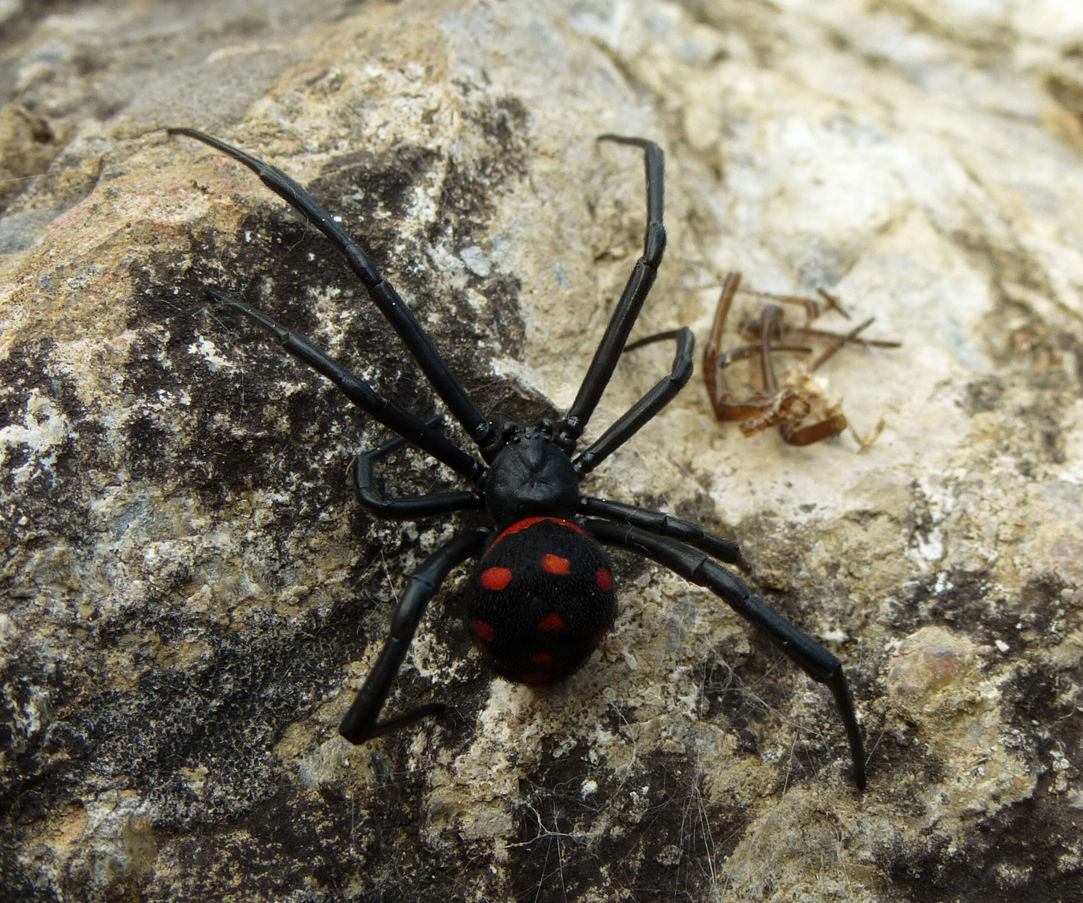 Image of Latrodectus tredecimguttatus (Rossi 1790)