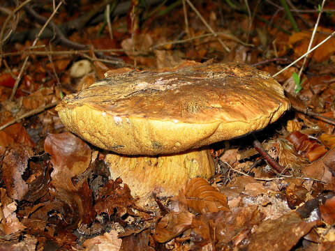 Image of Cep