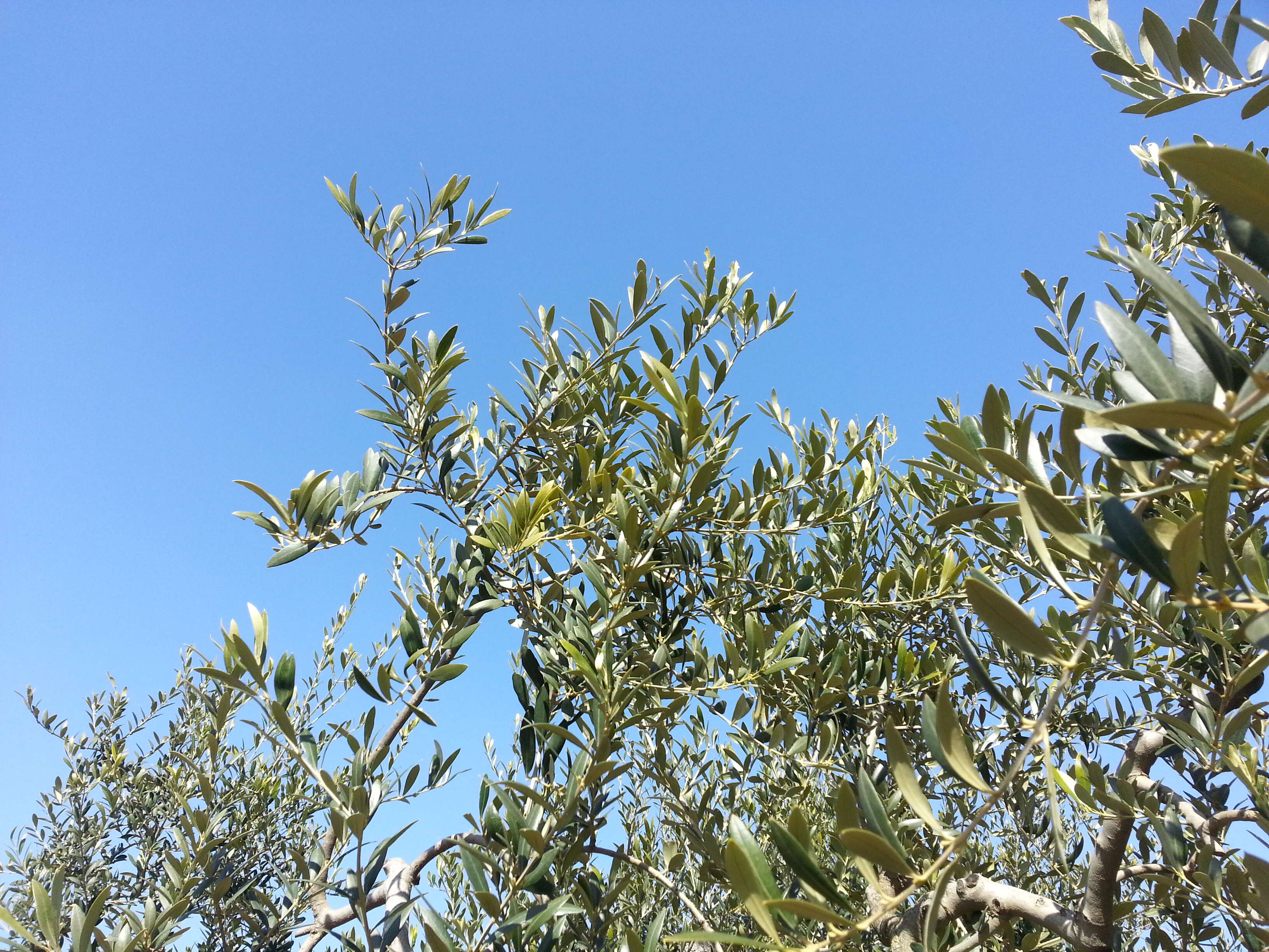 Image of olive tree