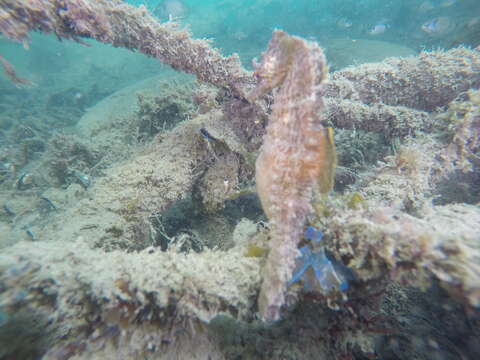 Image of Sea Horse