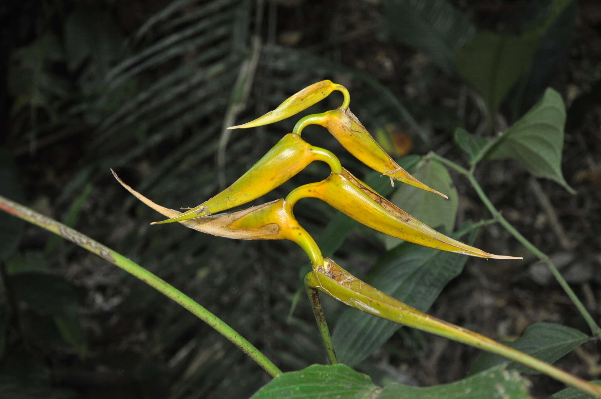 Image de Heliconia lutea W. J. Kress