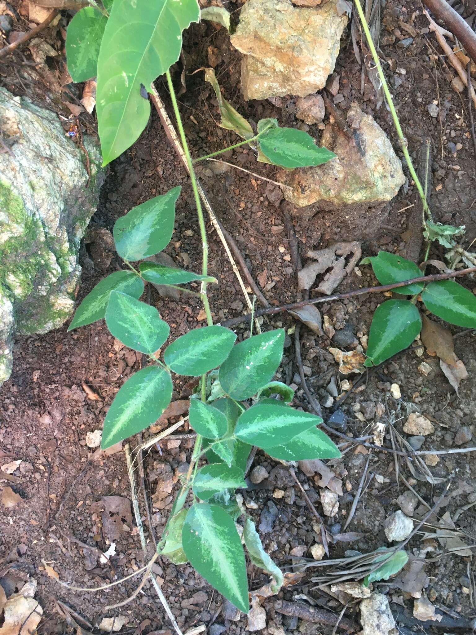 Image of Silverleaf Desmodium