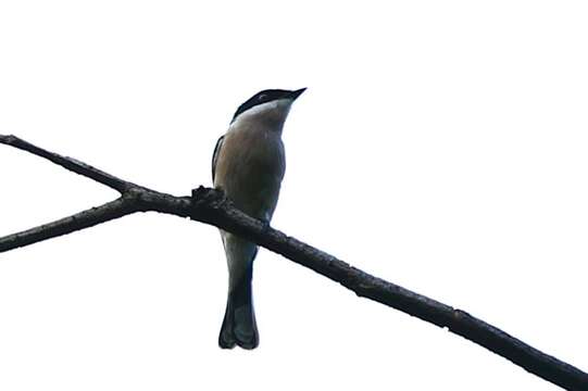 Image of Flycatcher-shrike