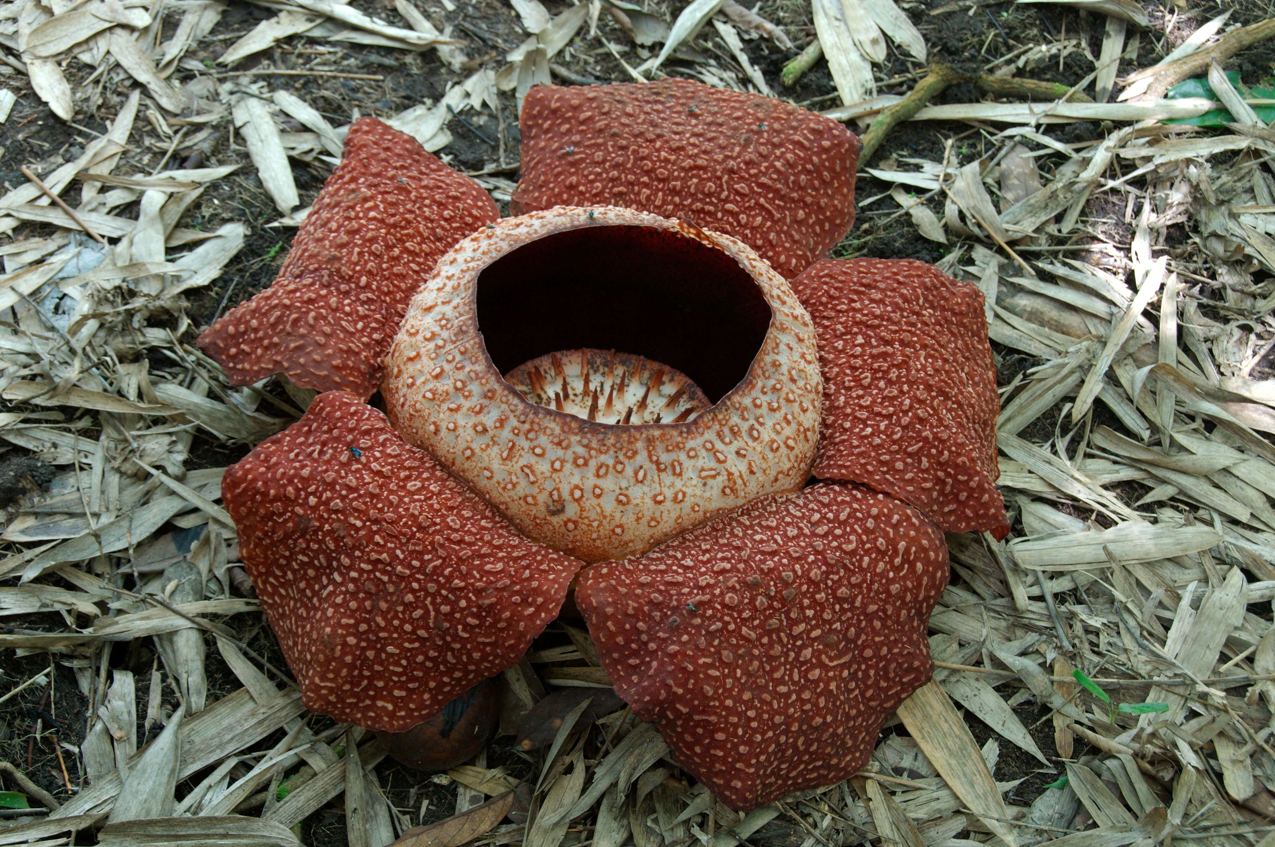 Image of Rafflesia keithii W. Meijer