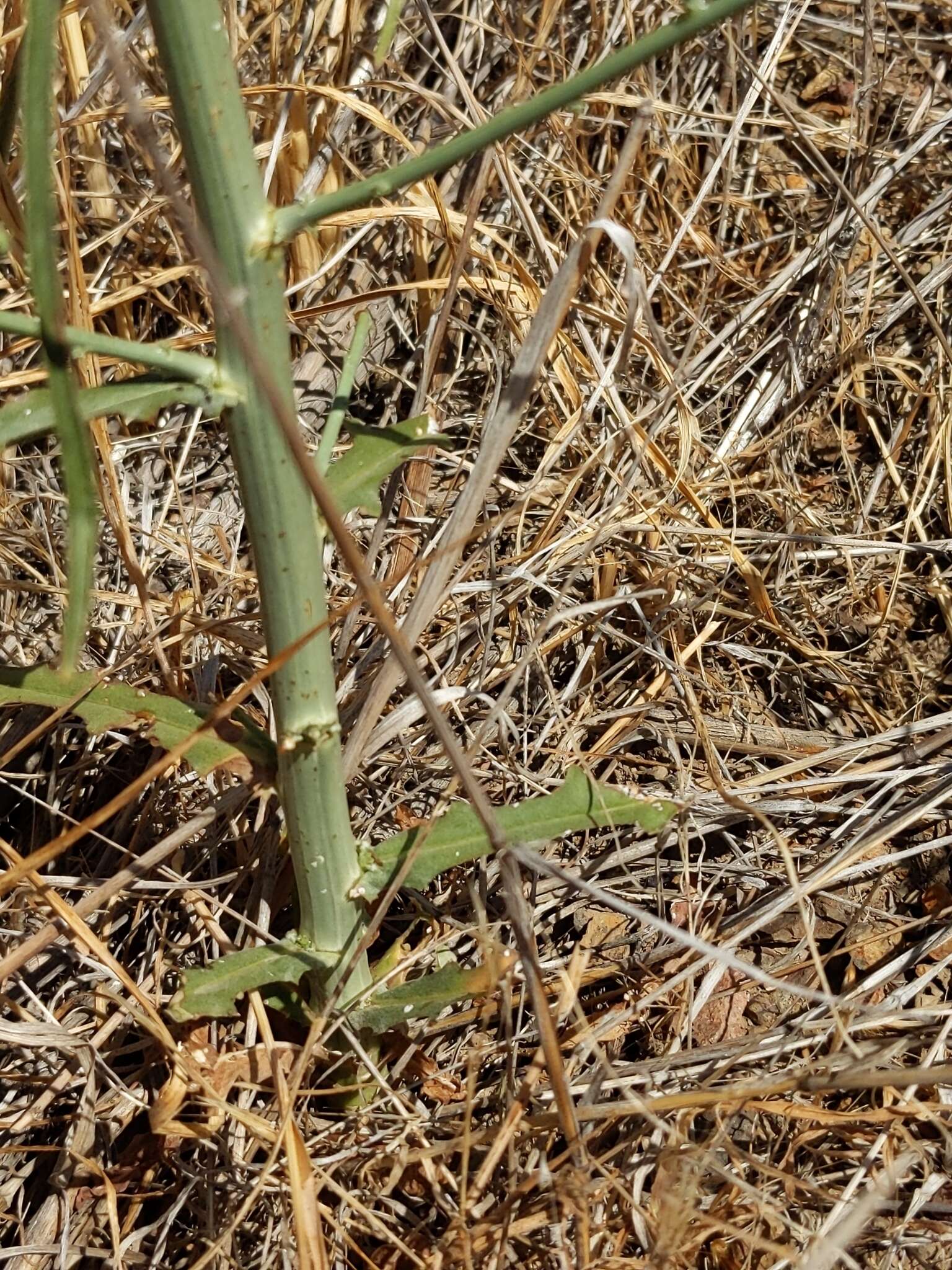 صورة Stephanomeria virgata subsp. virgata