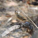 Image of Aimophila ruficeps sororia Ridgway 1898