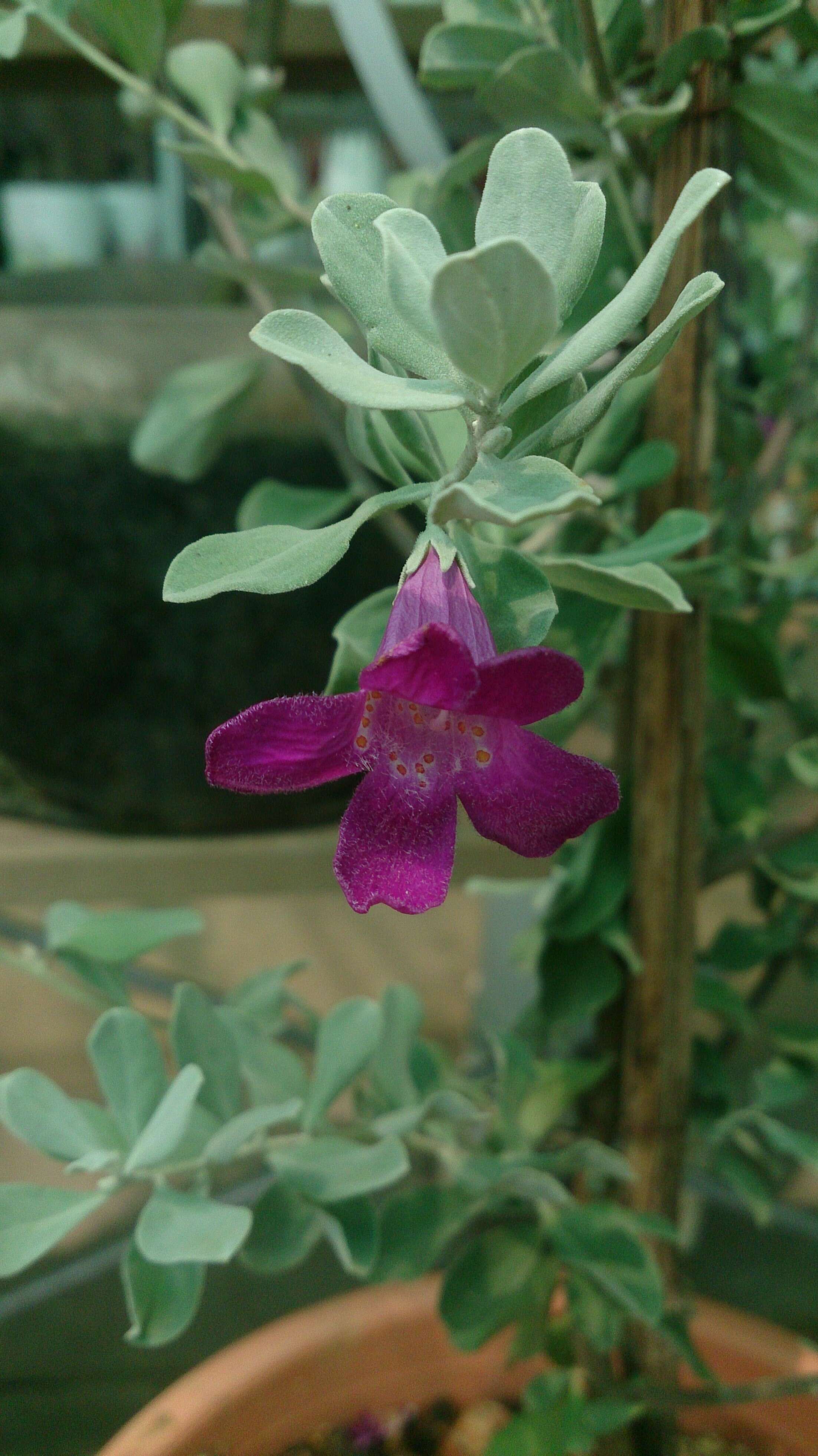 Image of Texas barometer bush