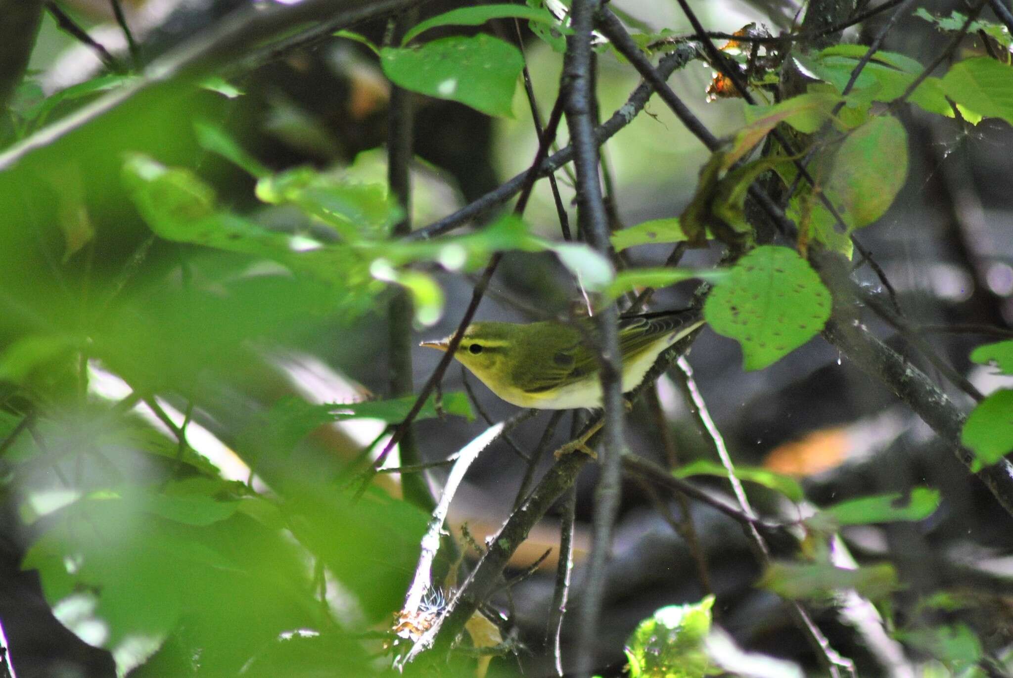 Image of Wood Warbler