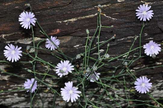 Image of Lactuca tenerrima Pourr.