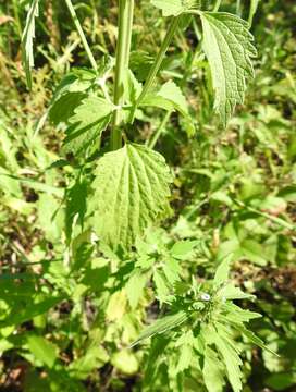 Image of lion's tail