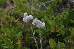 Image of stoloniferous pussytoes