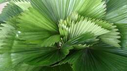 Image of Vanuatu fan palm