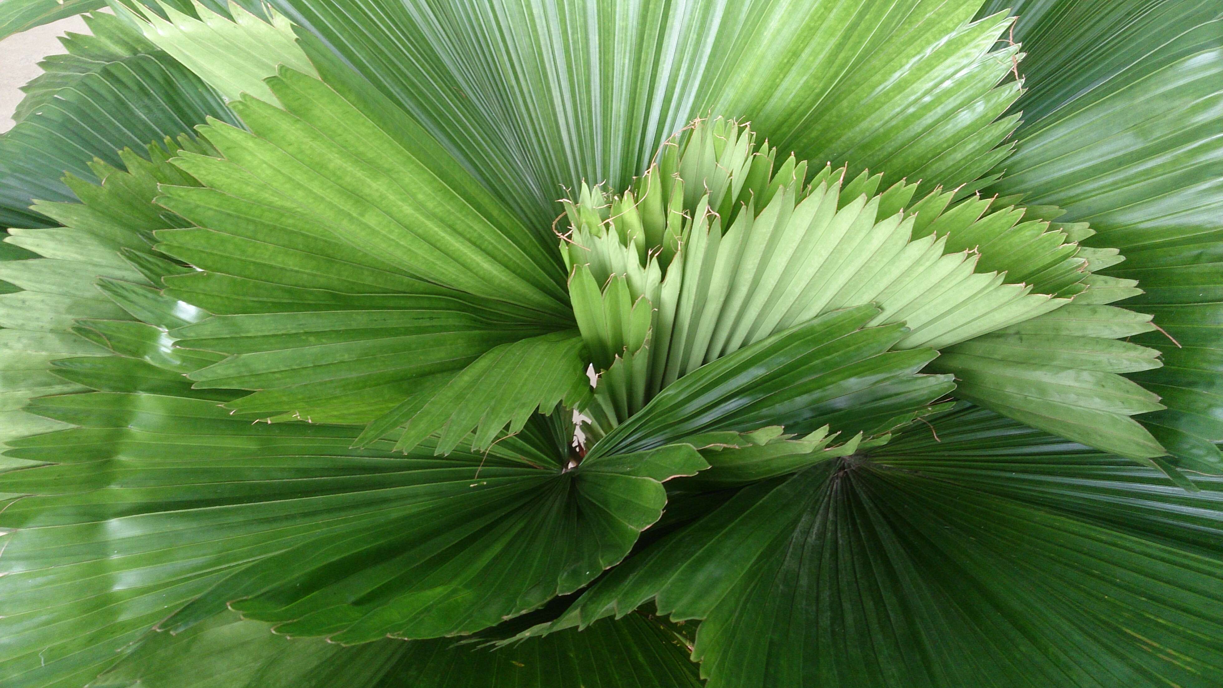 Image of Grosse Licuala Palm