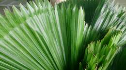 Image of Vanuatu fan palm