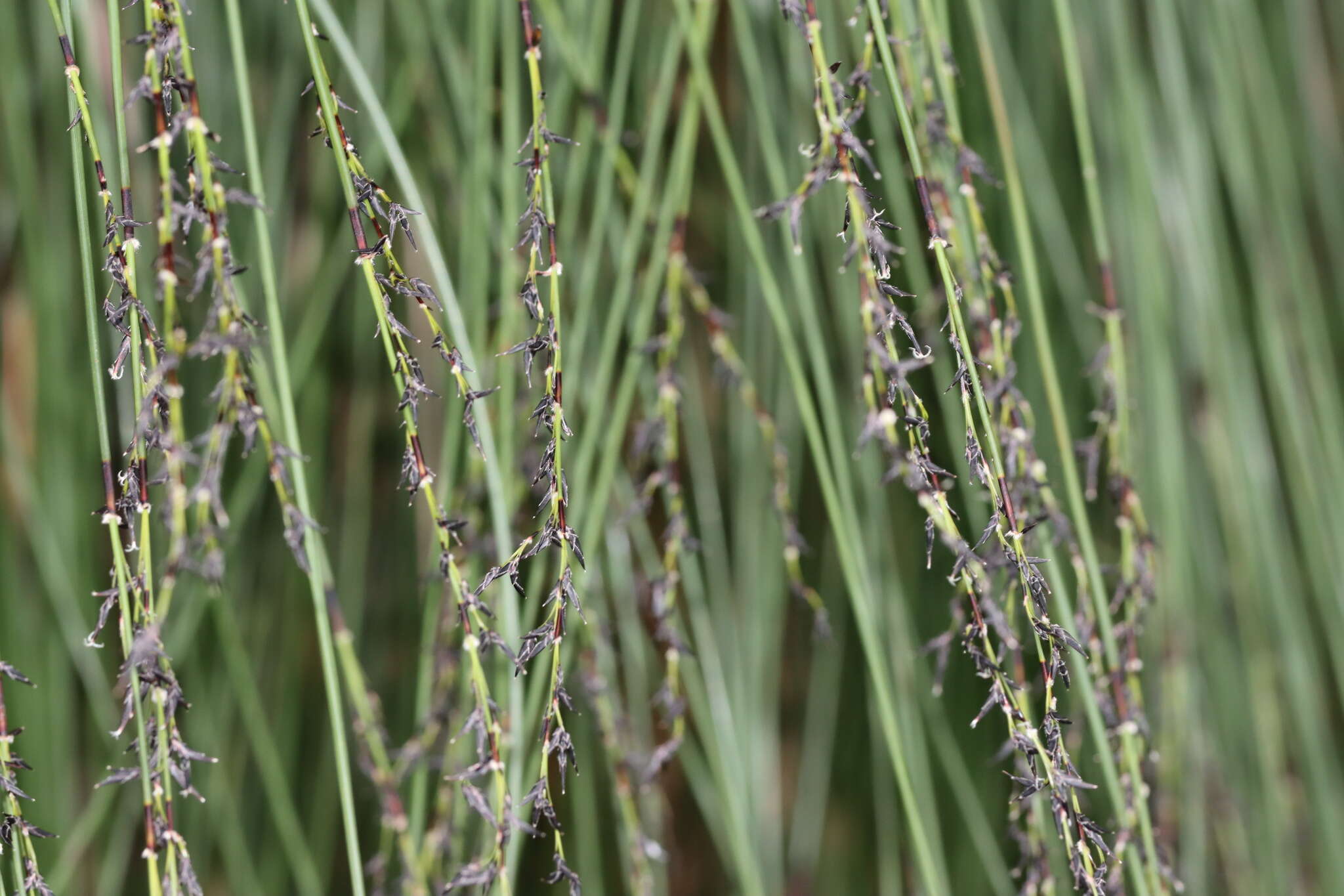 Image of Schoenus melanostachys R. Br.