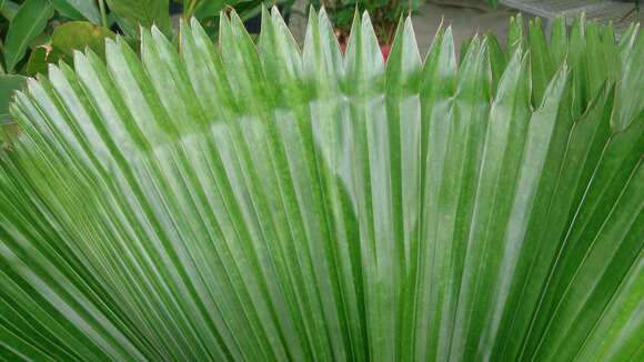 Image of Vanuatu fan palm