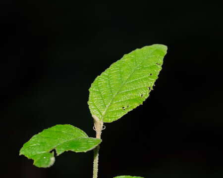 Image of Pomaderris aspera Sieber ex DC.