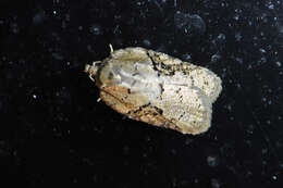 Image of Acleris chalybeana Fernald 1882