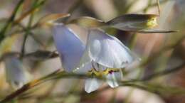 Image of Gladiolus patersoniae F. Bolus