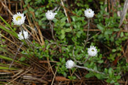 Image of Anaphalioides bellidioides (G. Forst.) D. Glenny